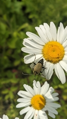 Trigonarthris subpubescens