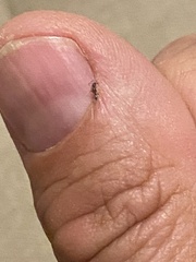 Linepithema humile
