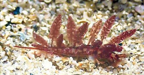 Crimson Hermaea