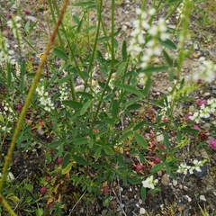 Melilotus albus