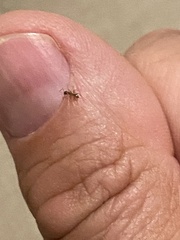 Linepithema humile