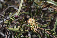 Tripodanthus flagellaris