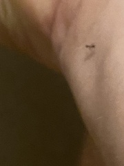 Linepithema humile