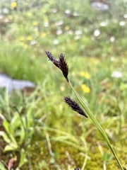 Carex frigida