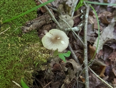 Pluteus deceptivus