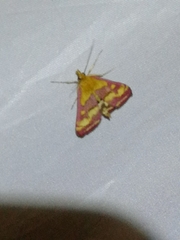 Pyrausta ostrinalis