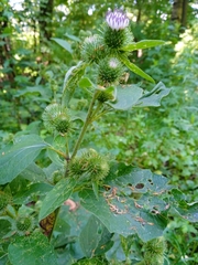 Arctium minus