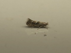 Phyllonorycter scudderella