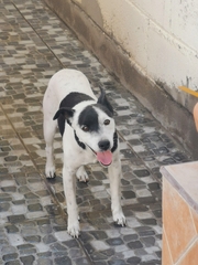 Canis familiaris