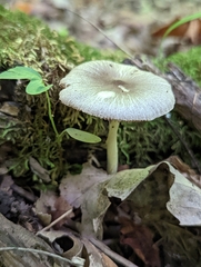 Pluteus deceptivus