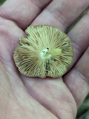 Pluteus deceptivus