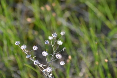 Solidago ptarmicoides