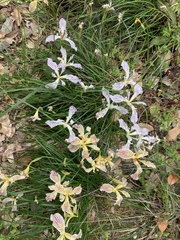 Iris chrysophylla