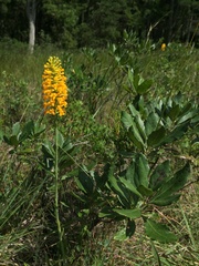 Platanthera integra