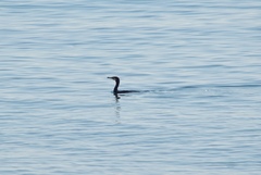 Phalacrocorax carbo