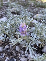 Lupinus obtusilobus
