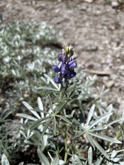 Lupinus obtusilobus
