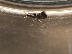 Phyllonorycter scudderella