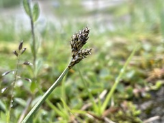 Carex lachenalii