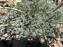 Lomatium cuspidatum