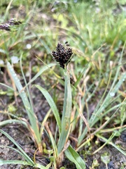 Carex parviflora