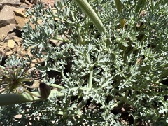 Lomatium cuspidatum