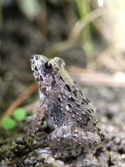 Fejervarya kawamurai