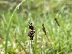Carex lachenalii