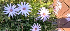 Dimorphotheca jucunda