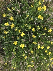 Potentilla biflora