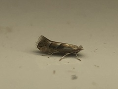 Phyllonorycter scudderella