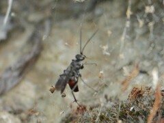 Agenioideus