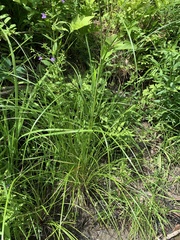 Scirpus pedicellatus