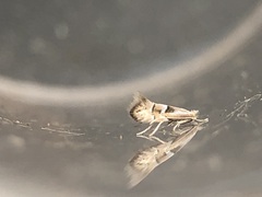 Phyllonorycter scudderella