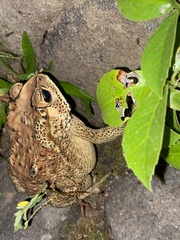 Duttaphrynus melanostictus