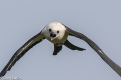 Swallow-Tailed Kite photo 5