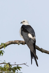 Swallow-Tailed Kite photo 6