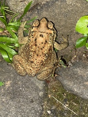 Duttaphrynus melanostictus