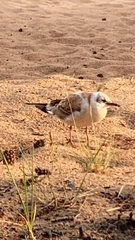 Chroicocephalus ridibundus