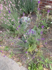 Linaria purpurea