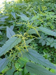 Urtica dioica
