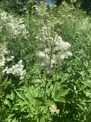 Filipendula ulmaria