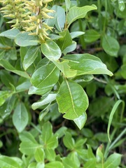 Salix hastata