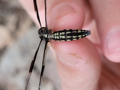Palpopleura