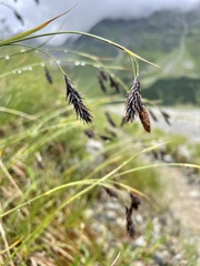 Carex frigida
