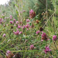 Trifolium pratense