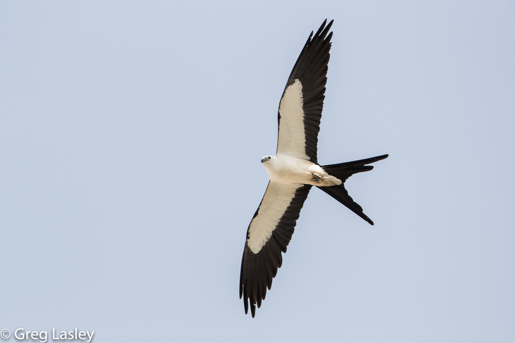 Swallow-tailed Kite