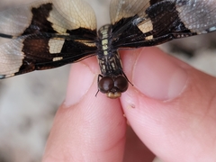 Palpopleura