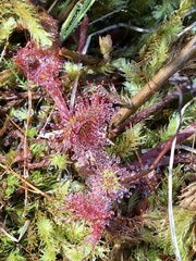 Drosera rotundifolia