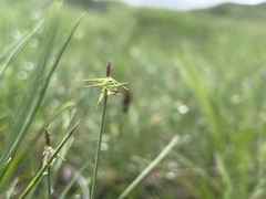 Carex microglochin